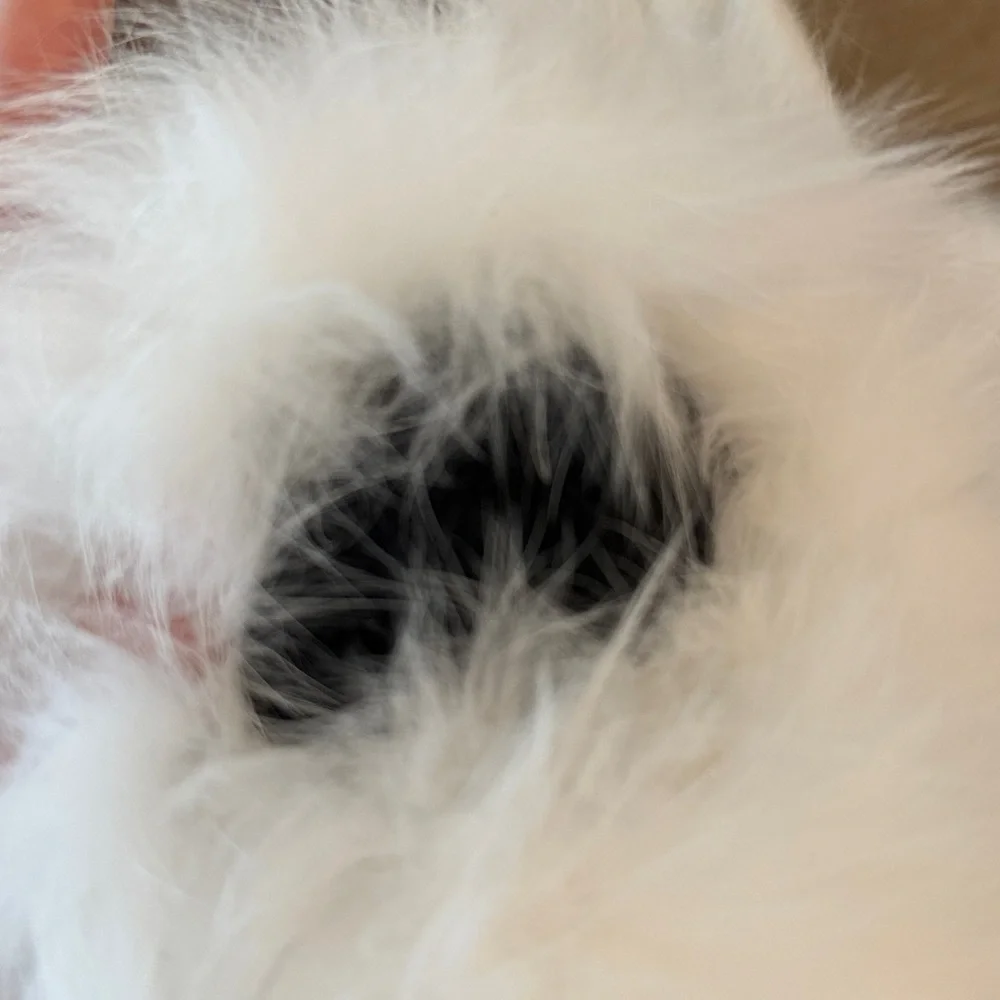 NWOT white fleece lined sheepskin leather gloves with fox fur trim
